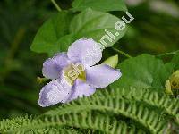 Thunbergia grandiflora Roxb. (Flemingia grandiflora Roxb. et Rottl.)