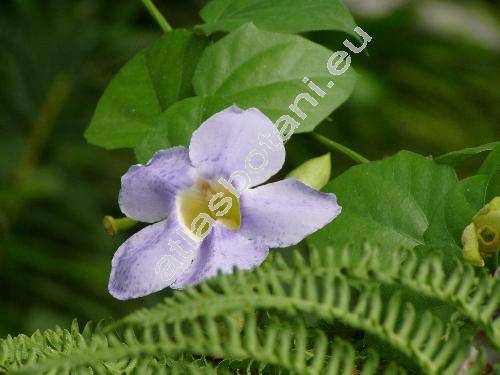 Thunbergia grandiflora Roxb. (Flemingia grandiflora Roxb. et Rottl.)