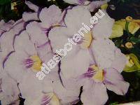 Thunbergia grandiflora Roxb. (Flemingia grandiflora Roxb. et Rottl.)