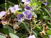 Thunbergia grandiflora Roxb. (Flemingia grandiflora Roxb. et Rottl.)