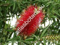 Callistemon citrinus (Curt.) Stapf. (Callistemon lanceolatus DC., Metrosideros citrina Curt., Melaleuca citrina (Curt.) Cours.)