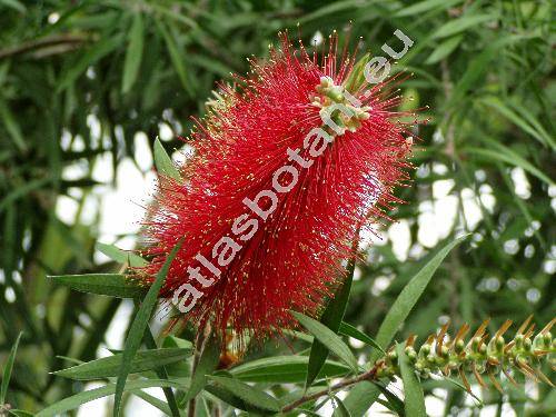 Callistemon citrinus (Curt.) Stapf. (Callistemon lanceolatus DC., Metrosideros citrina Curt., Melaleuca citrina (Curt.) Cours.)