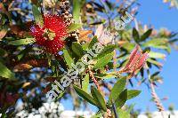 Callistemon citrinus (Curt.) Stapf. (Callistemon lanceolatus DC., Metrosideros citrina Curt., Melaleuca citrina (Curt.) Cours.)