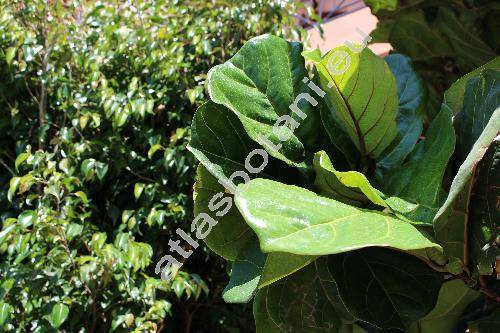Ficus lyrata Warb. (Ficus pandurata Sand.)