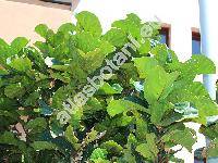 Ficus lyrata Warb. (Ficus pandurata Sand.)