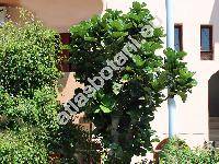 Ficus lyrata Warb. (Ficus pandurata Sand.)