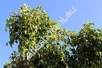 Ficus benjamina L. (Ficus benjamin, Ficus lucida Ait., Ficus parvifolia, Ficus pendula Link, Ficus comosa Roxb., Ficus umbrina Elm.)