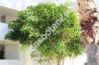 Ficus benjamina L. (Ficus benjamin, Ficus lucida Ait., Ficus parvifolia, Ficus pendula Link, Ficus comosa Roxb., Ficus umbrina Elm.)