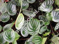 Peperomia argyreia Morr. (Peperomia arifolia Miq., Peperomia sandersii DC.)