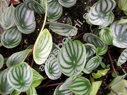 Peperomia argyreia Morr. (Peperomia arifolia Miq., Peperomia sandersii DC.)