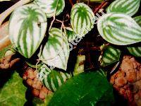 Peperomia argyreia Morr. (Peperomia arifolia Miq., Peperomia sandersii DC.)