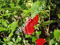 Malvaviscus penduliflorus DC. (Malvaviscus arboreus var. penduliflorus (DC.) Schery, Hibiscus, Achania)