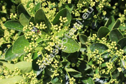 Euonymus japonicus Thunb.