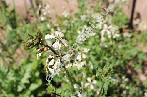 Eruca sativa Mill. (Eruca vesicaria (L.) Cav.)