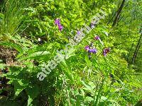 Lathyrus vernus (L.) Bernh. (Orobus vernus L.)