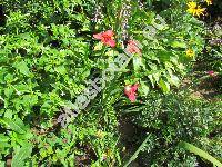Tigridia speciosa (Ferraria pavonia Ait.)