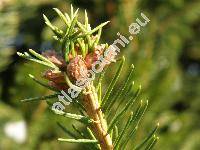 Picea abies (L.) Karst. (Picea excelsa Link, Pinus abies L.)