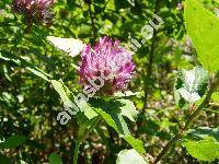 Trifolium medium L.