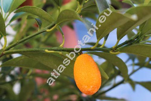 Fortunella margarita (Lour.) Swingle (Citrus japonica)