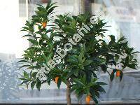 Fortunella margarita (Lour.) Swingle (Citrus japonica)