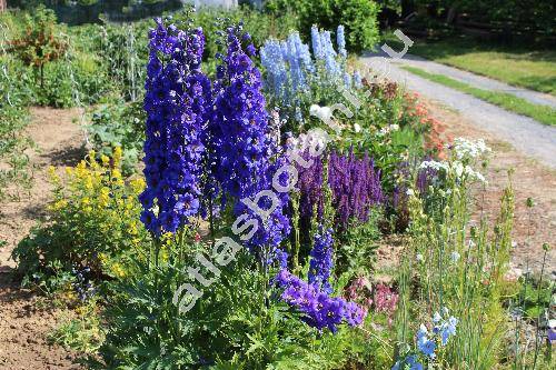 Delphinium x cultorum Voss.