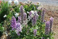 Delphinium x cultorum Voss.