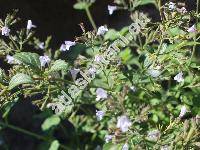 Calamintha nepeta (L.) Savi (Melissa nepeta L., Satureja nepeta (L.) Scheele, Clinopodium nepeta (L.) Savi)