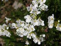 Arabis scopoliana Boiss. (Draba, Scopoli, Erysimum)