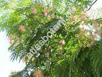Albizia julibrissin (Willd.) Dur. (Acacia julibrissin (Dur.) Willd., Mimosa julibrissin Scop.)