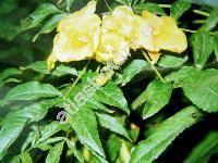 Tecoma stans (L.) Juss. ex Kunt. (Bignonia frutescens, Gelseminum stans (L.) Kuntze)