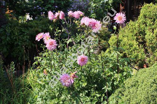 Dahlia 'Alhalie' (Dahlia pinnata)