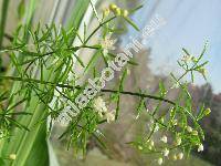 Asparagus sprengeri Reg. (Asparagus densiflorus 'Sprengeri', Asparagus sprengeri 'Meyers', Asparagus densiflorus 'Meyers')