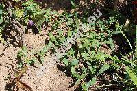 Persicaria maculosa Gray (Polygonum persicaria L., Polygonum maculatum Rafin, Persicaria maculata (Rafin.) Fourr.)