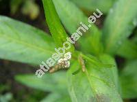 Persicaria maculosa Gray (Polygonum persicaria L., Polygonum maculatum Rafin, Persicaria maculata (Rafin.) Fourr.)