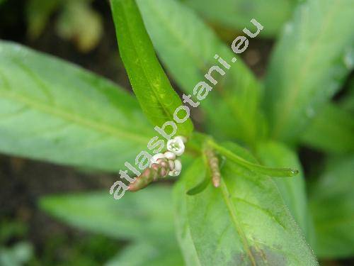 Persicaria maculosa Gray (Polygonum persicaria L., Polygonum maculatum Rafin, Persicaria maculata (Rafin.) Fourr.)