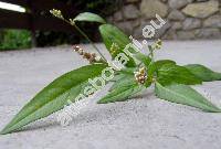 Persicaria maculosa Gray (Polygonum persicaria L., Polygonum maculatum Rafin, Persicaria maculata (Rafin.) Fourr.)
