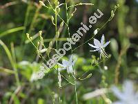 Anthericum ramosum L. (Ornithogalum ramosum (L.) Lam.)