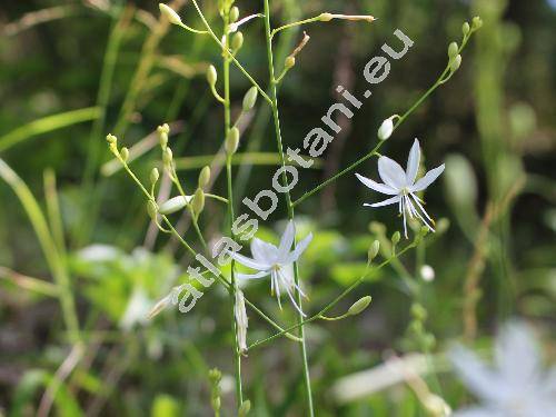 Anthericum ramosum L. (Ornithogalum ramosum (L.) Lam.)