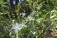 Anthericum ramosum L. (Ornithogalum ramosum (L.) Lam.)