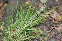 Carex remota L. (Vignea remota (L.) Rchb.)