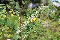 Colutea arborescens L. (Colutea florida Salisb., Colutea hirsuta Roth)