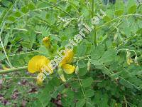 Colutea arborescens L. (Colutea florida Salisb., Colutea hirsuta Roth)