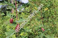 Colutea arborescens L. (Colutea florida Salisb., Colutea hirsuta Roth)