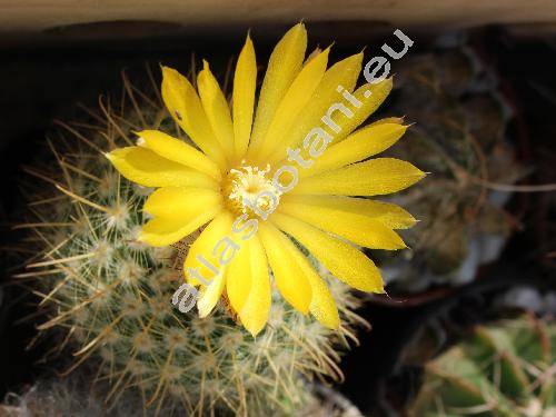 Parodia mutabilis