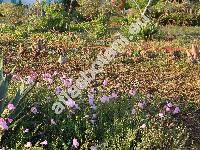 Oenothera speciosa 'Evening Primrose' (Oenothera speciosa Nutt., Hartmannia speciosa Nutt., Xylopleurum drummondii Spach, Xylopleurum nuttallii Spach)