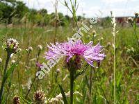 Centaurea jacea L. (Jacea pratensis Lamk.)