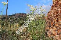 Daucus carota L. (Daucus carota subsp. carota)