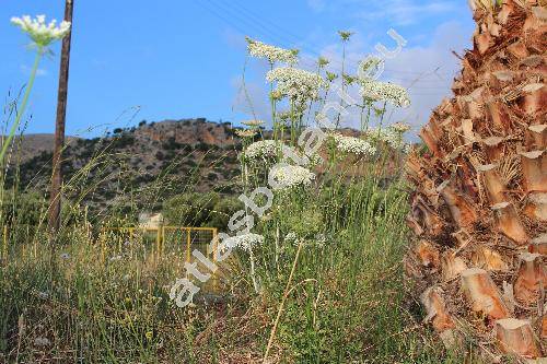 Daucus carota L. (Daucus carota subsp. carota)