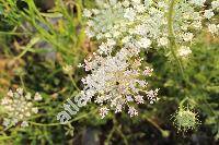 Daucus carota L. (Daucus carota subsp. carota)