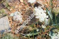 Daucus carota L. (Daucus carota subsp. carota)